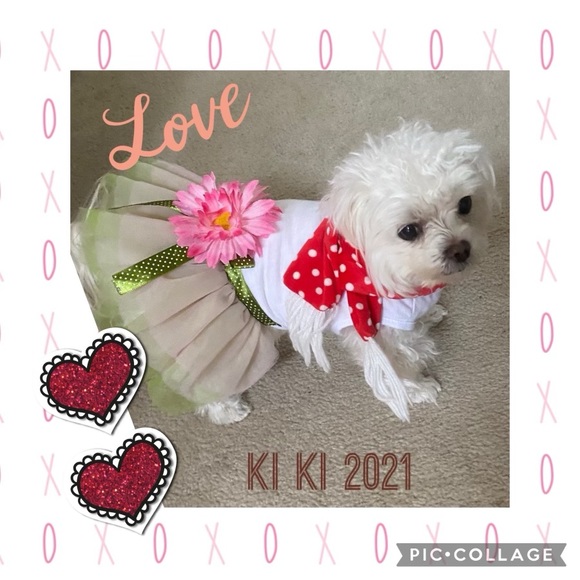 Maltese - Picture 4 of 16